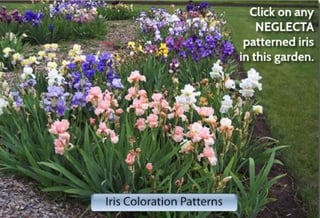 Irises.jpg